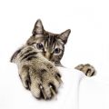 Mon chat me griffe