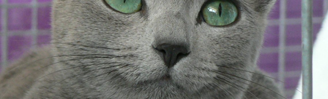 Tout savoir sur le chat Bleu Russe