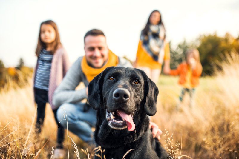 Chien famille propriétaire