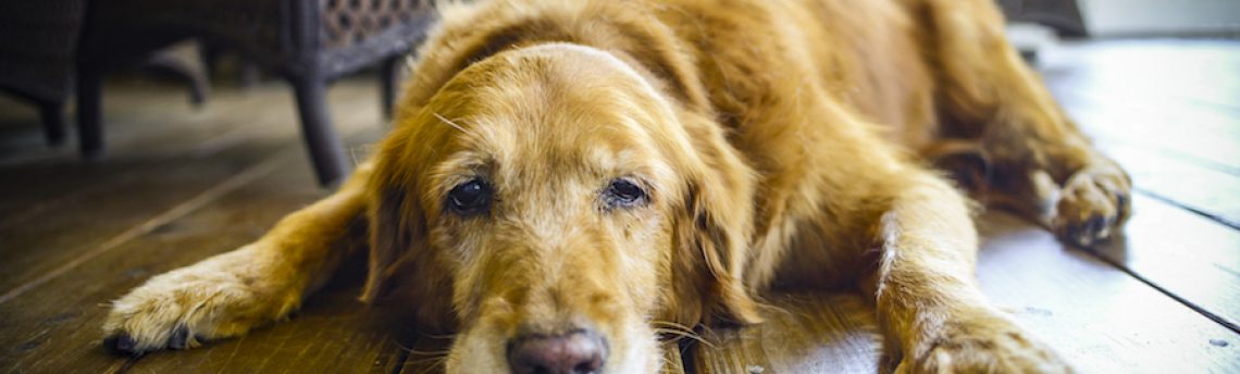 Tout savoir sur l’hypothyroïdie chez le chien.