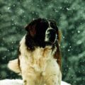 Chien Saint Bernard