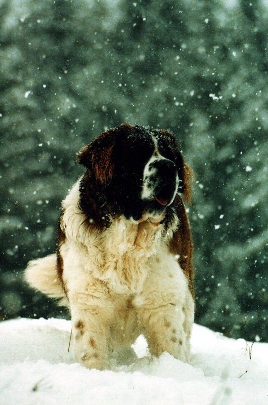 Chien Saint Bernard