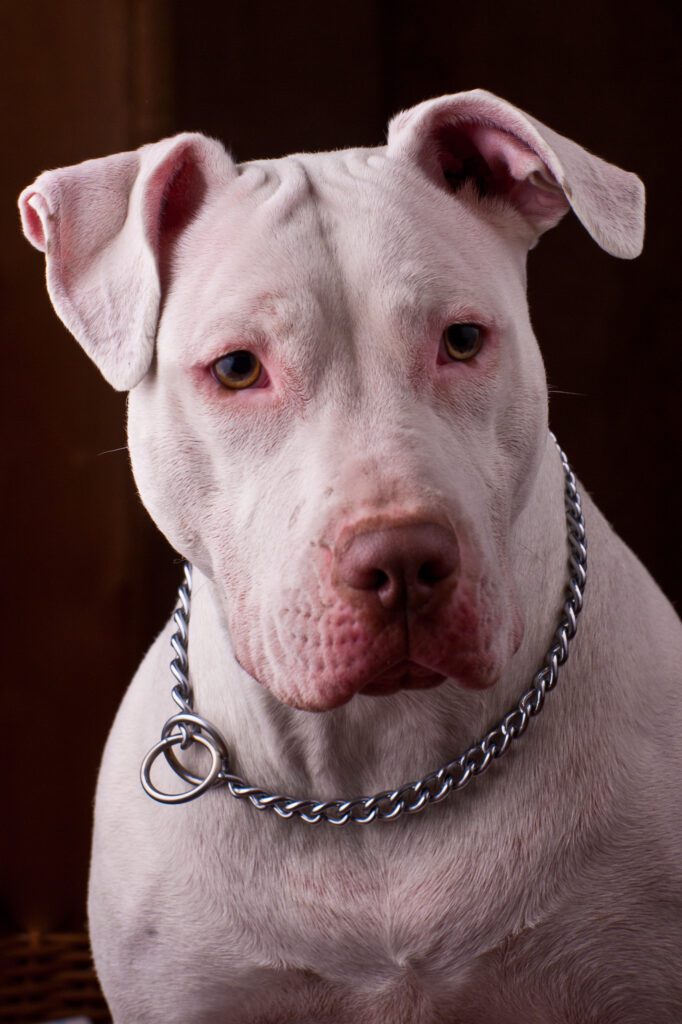 L’ataxie de l’American Staffordshire terrier