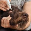 Chien oeil rouge