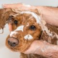 Quel shampoing choisir pour laver mon chien ?