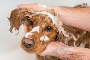 Quel shampoing choisir pour laver mon chien ?