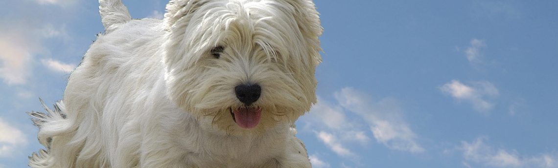 Tout savoir sur le chien West Highland White Terrier.