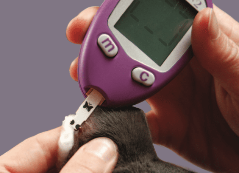 Diabete sucré chez le chat