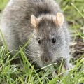 Rat raticides