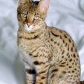 Chat Savannah