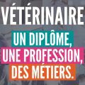 Comment devenir vétérinaire ?