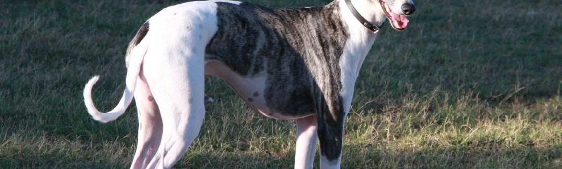 Tout savoir sur le lévrier Greyhound.