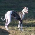Lévrier Greyhound