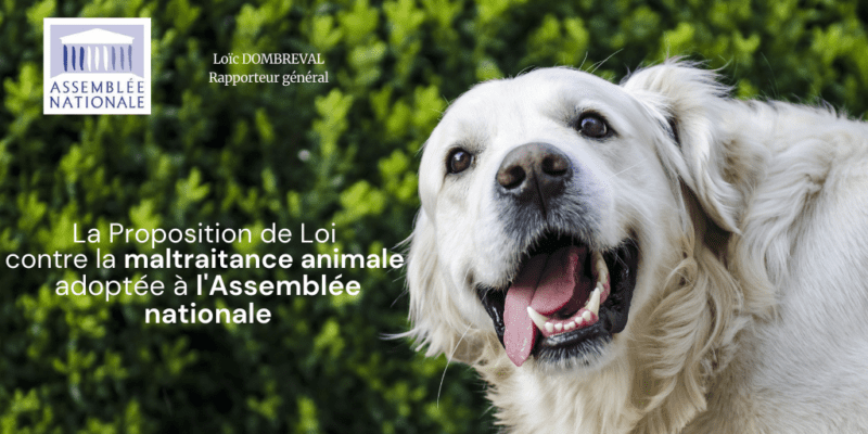 Loi sur le bien-être animal