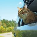 Chat mal des transports