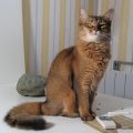 chat Somali