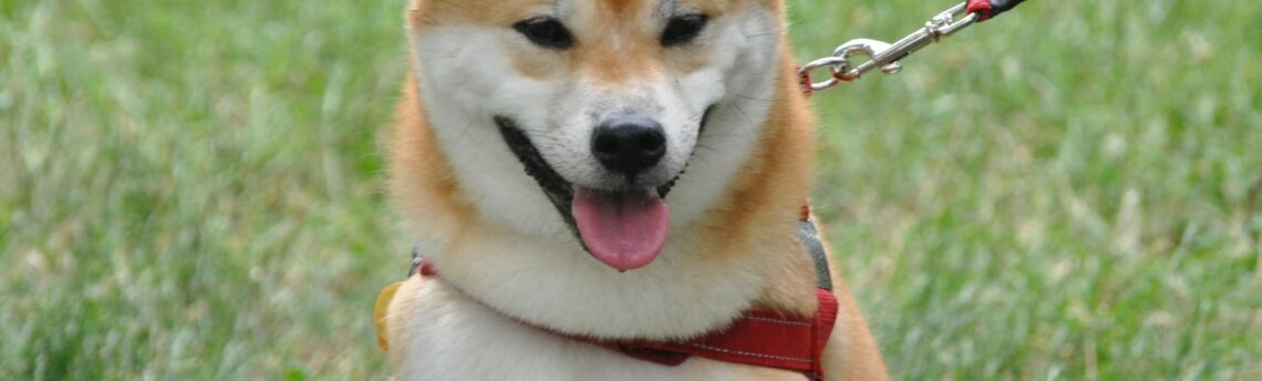 Tout savoir sur le Shiba Inu