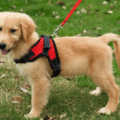Quel harnais pour mon chien ?