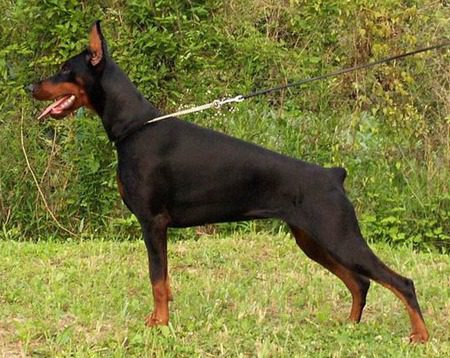 Tout savoir sur le chien Doberman