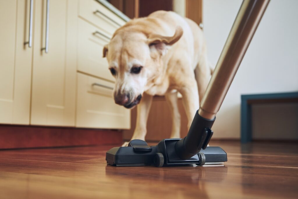 Mon chien a peur de l’aspirateur, que puis-je faire ?