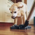 Mon chien a peur de l’aspirateur, que puis-je faire ?