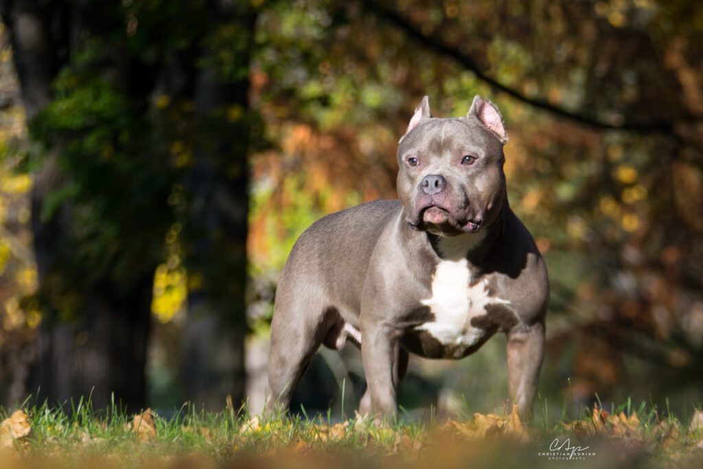 Tout savoir sur le chien American Bully.