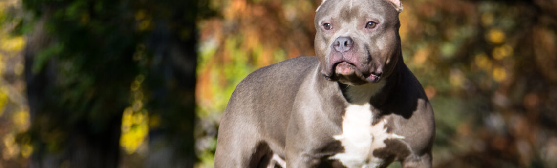 Tout savoir sur le chien American Bully