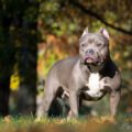 Tout savoir sur le chien American Bully.