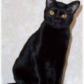 Tout savoir sur le chat Bombay.