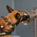 Des chiens pourraient détecter le COVID ?