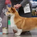 Tout savoir sur le chien Welsh Corgi