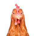 Vetdom soigne les poules