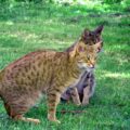 Tout savoir sur le chat Ocicat.