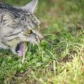 Mon chat vomit souvent: que faire ?