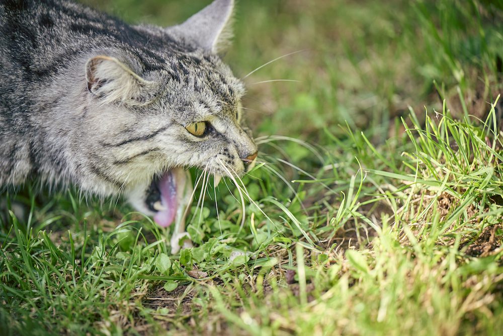 Mon chat vomit souvent: que faire ?