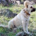Tout savoir sur le Berger d’Anatolie.