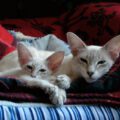 Tout savoir sur le chat Javanais