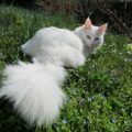Tout savoir sur le chat Angora Turc.
