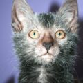 Chat Lykoi