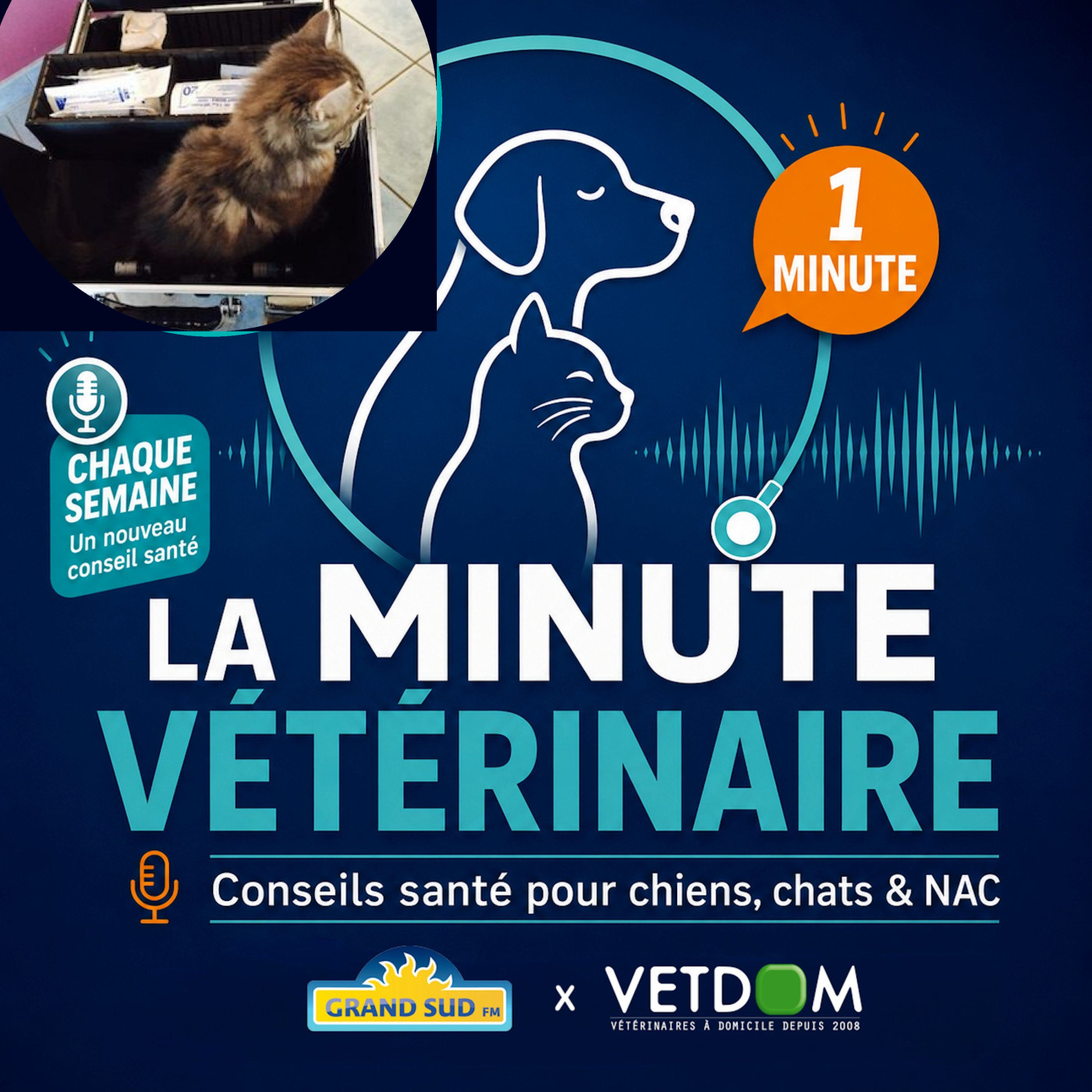 Que mettre dans la trousse d’urgence vétérinaire en vacances ? episode artwork