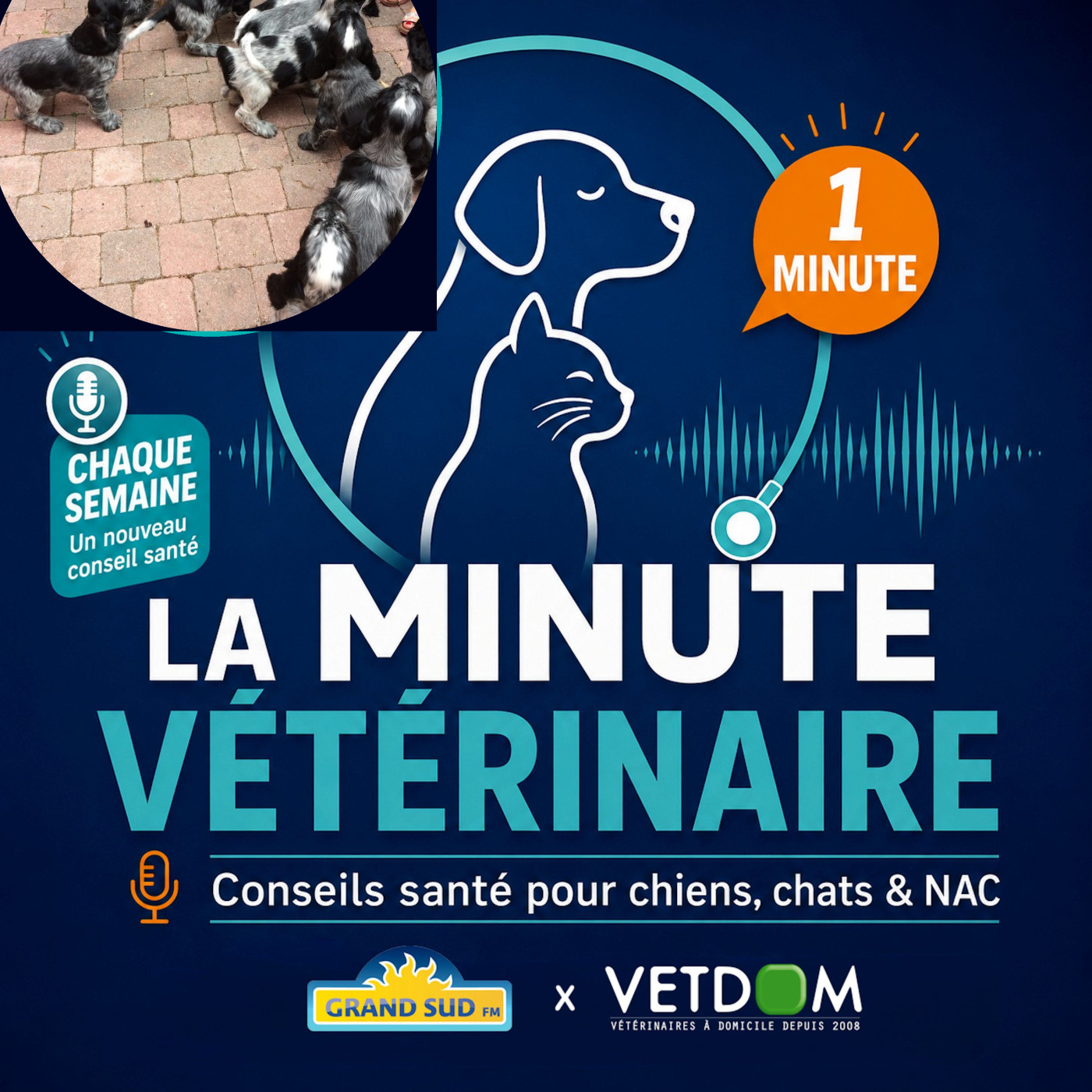 Je veux faire reproduire ma chienne: que faut-il prévoir episode artwork