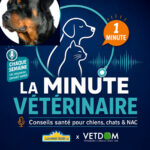 La Minute Vétérinaire
